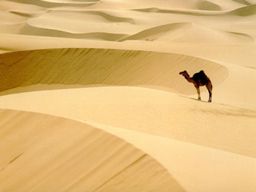camel-soul